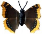 K93 Schmetterlinge mit Papierflügeln - Falter 1