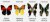 K94 Schmetterlinge mit Papierflügeln - BPZ