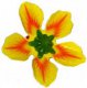 Blütenkreisel - Blüte gelb
