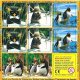 Pingui 2007 - König der Wellen - Memory 2