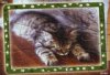 2008 WWF Puzzle - Katze