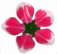 Blütenkreisel - Blüte pink