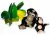 Dschungelbabys - Schimpansen-Weibchen
