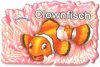 2013 Unterwasserwelt - Clownfisch