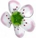 Blütenkreisel - Blüte weiß
