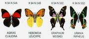K94 Schmetterlinge mit Papierflügeln - BPZ - zum Schließen ins Bild klicken