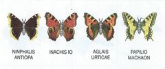 Ost-Eu - BPZ Schmetterlinge 4er - zum Schließen ins Bild klicken