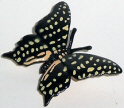 Safari - Schmetterling 2 - zum Schließen ins Bild klicken