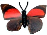 K94 Schmetterlinge mit Papierflügeln - Falter A - zum Schließen ins Bild klicken