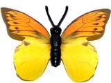 K94 Schmetterlinge mit Papierflügeln - Falter B - zum Schließen ins Bild klicken