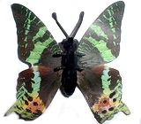 K94 Schmetterlinge mit Papierflügeln - Falter D - zum Schließen ins Bild klicken