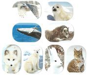 Polartiere -- Wackelbilder 2 + BPZ - zum Schließen ins Bild klicken