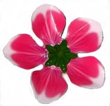 Blütenkreisel - Blüte pink - zum Schließen ins Bild klicken