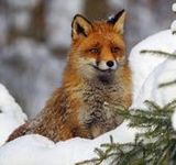 winterfuchs